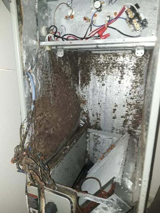 Heavy mold growth inside an air handler cabinet